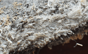 Asbestos fibers